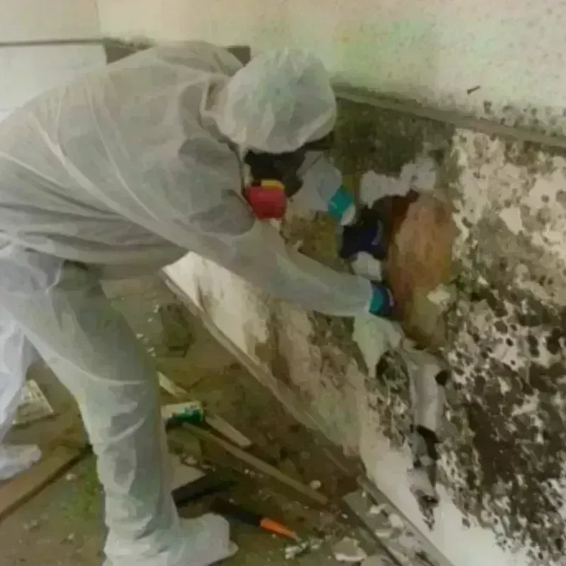 Mold Remediation and Removal in Benson, NC